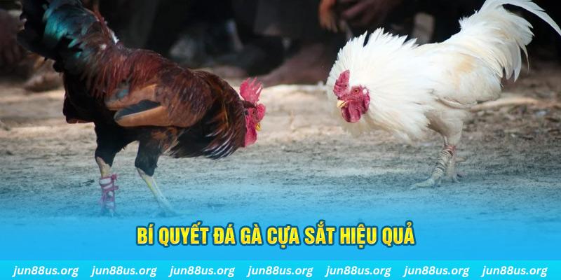 luckyvn đá gà cựa dao