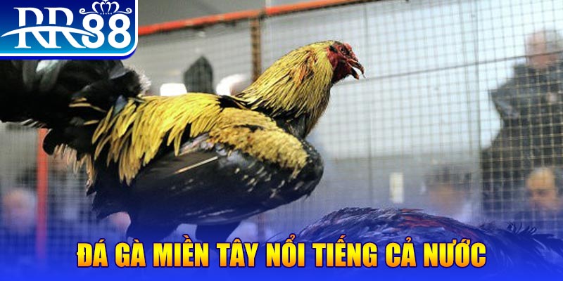 luckyvn gà chọi c1.com trực tiếp 888